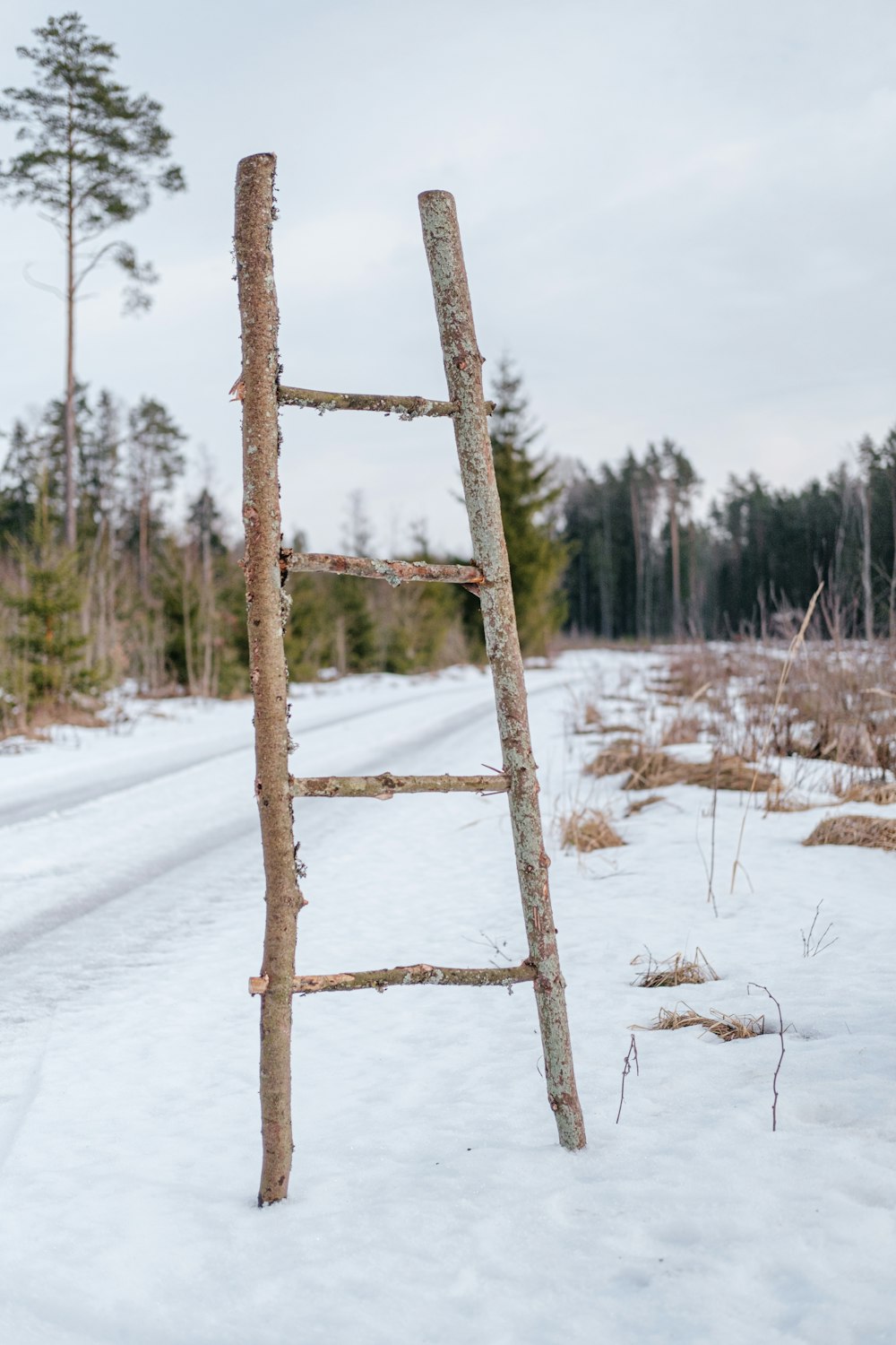 a wooden ladder leaning against a tree in the snow