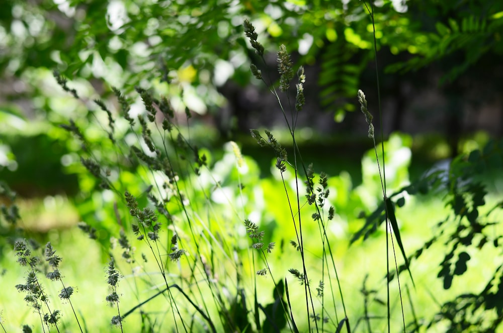 a close up of some grass and trees