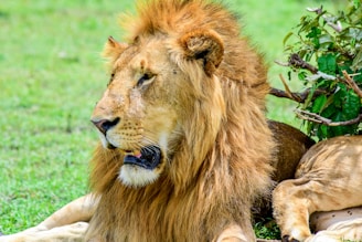 A close-up of a majestic lion resting in the tall grass.