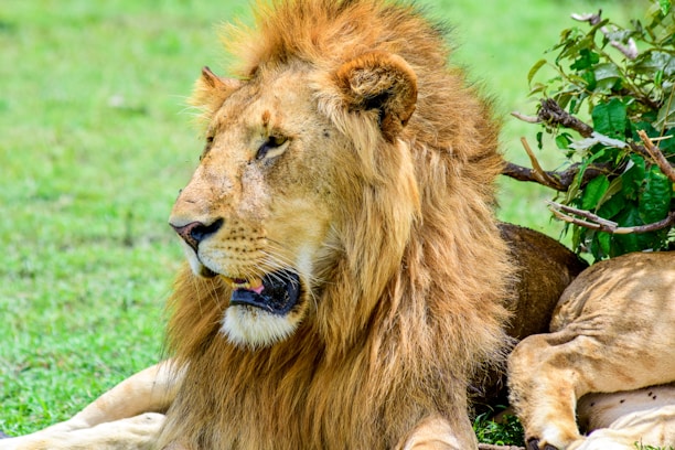 A close-up of a majestic lion resting in the tall grass.