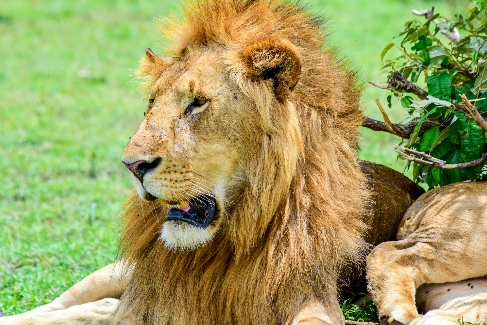 woman wearing yellow long-sleeved dress under white clouds and blue sky during daytime