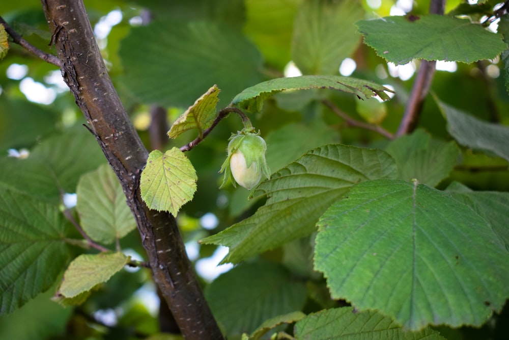 a green leafy tree with lots of green leaves