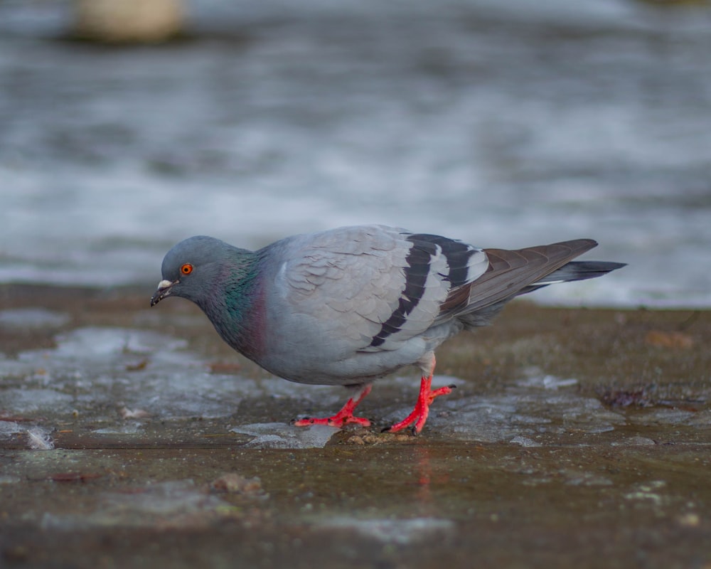 a bird is standing on the ground next to a body of water