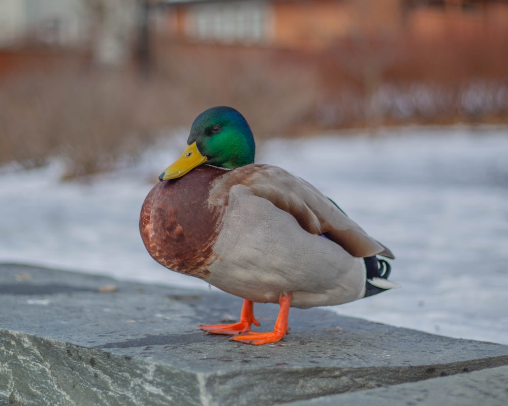 a duck is sitting on a ledge in the snow