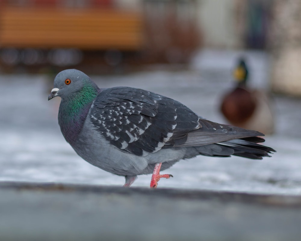 a pigeon standing on the ground next to ducks