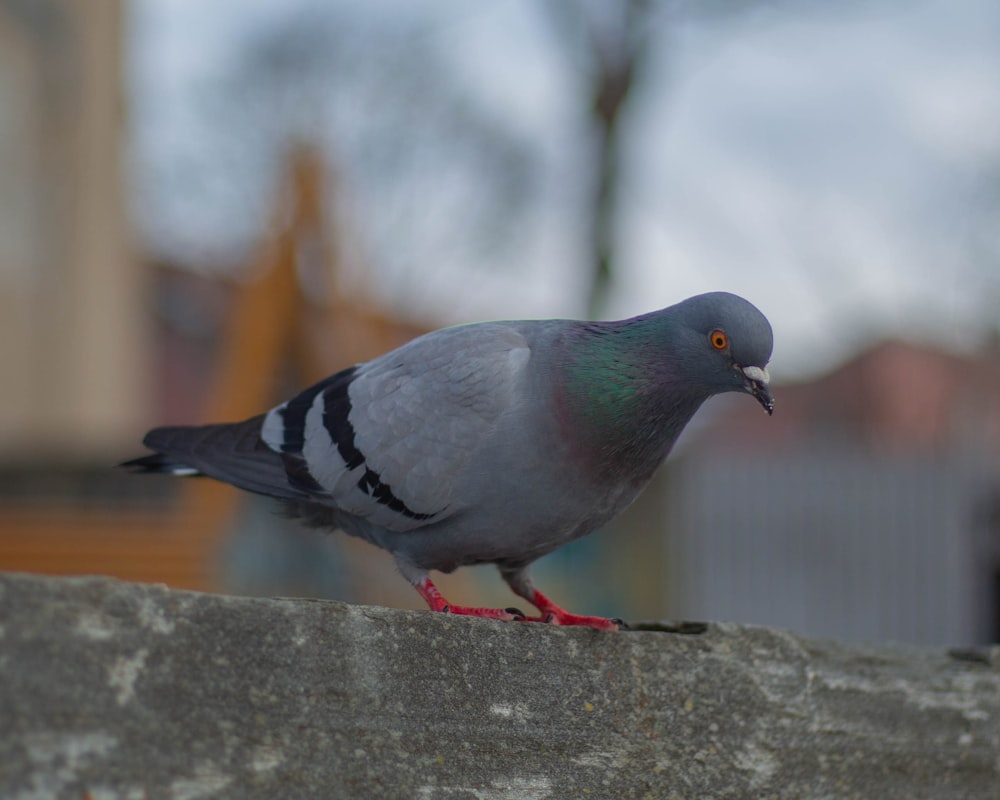 a pigeon is standing on a ledge outside