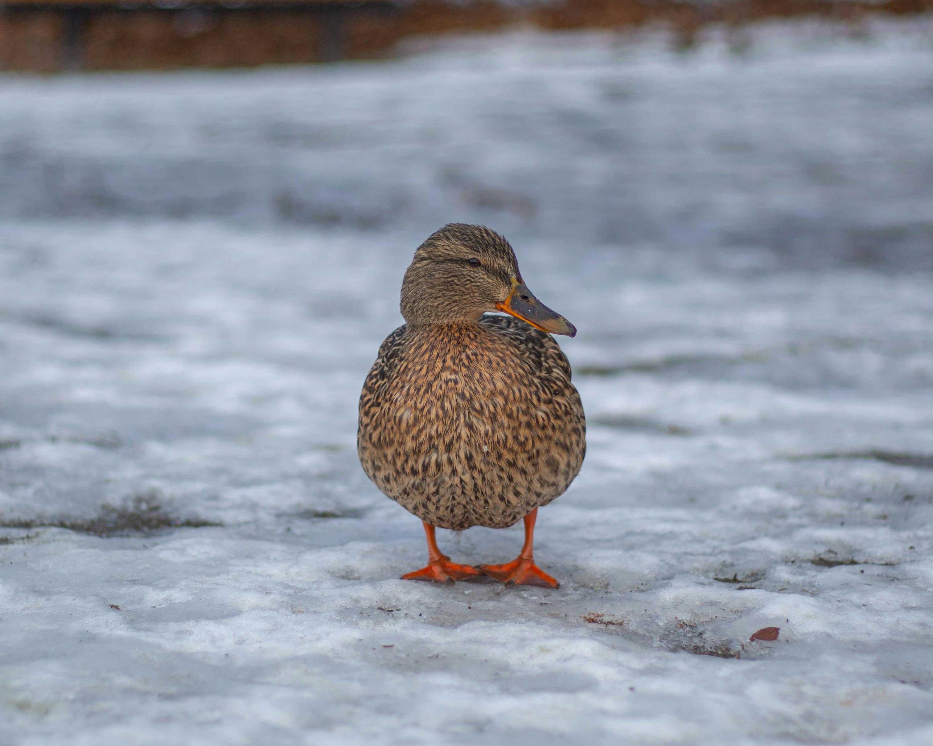 Photo by torskenfoto