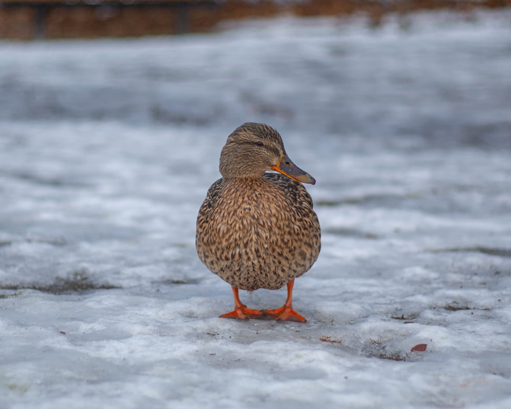 a duck standing in the middle of the snow