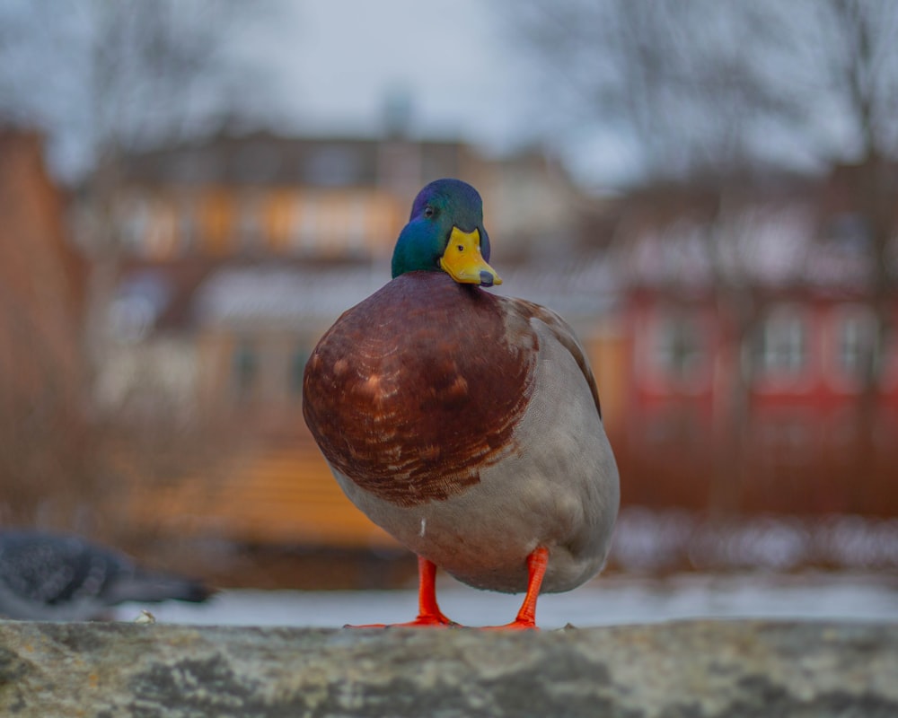 a close up of a duck on a ledge