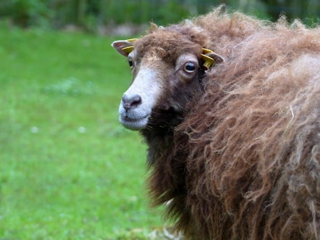 A close-up view of a sheep with dense, curly brown wool and yellow ear tags, standing on a green, grassy background.