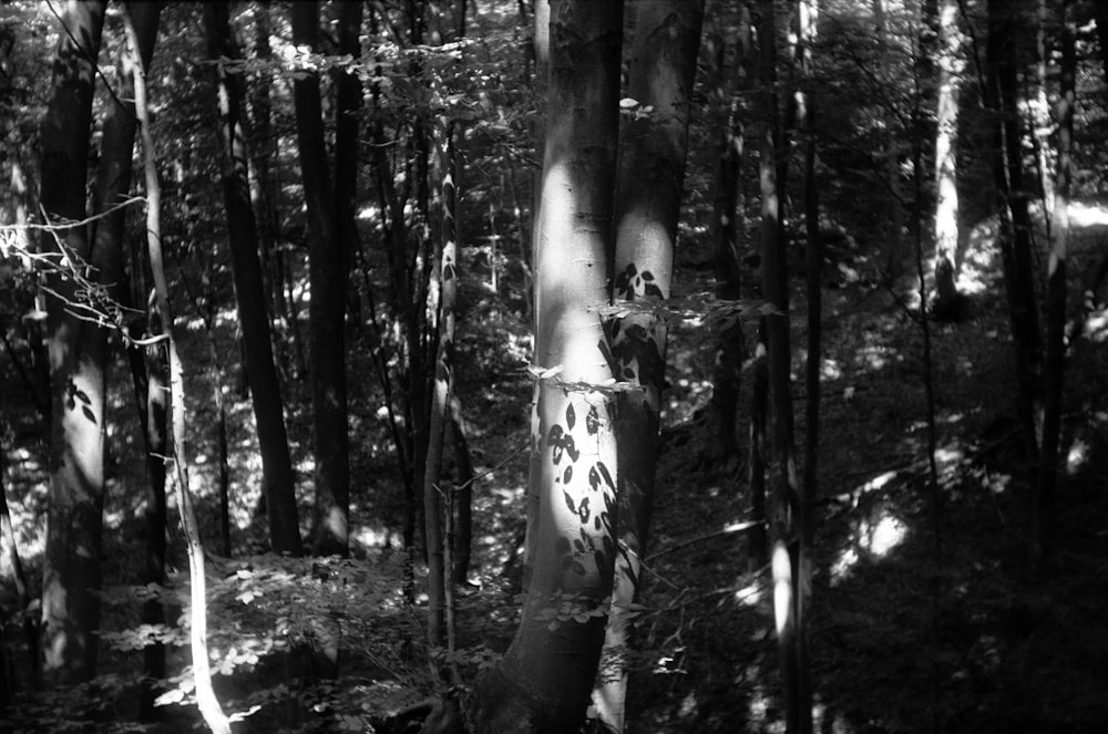a black and white photo of a tree in the woods
