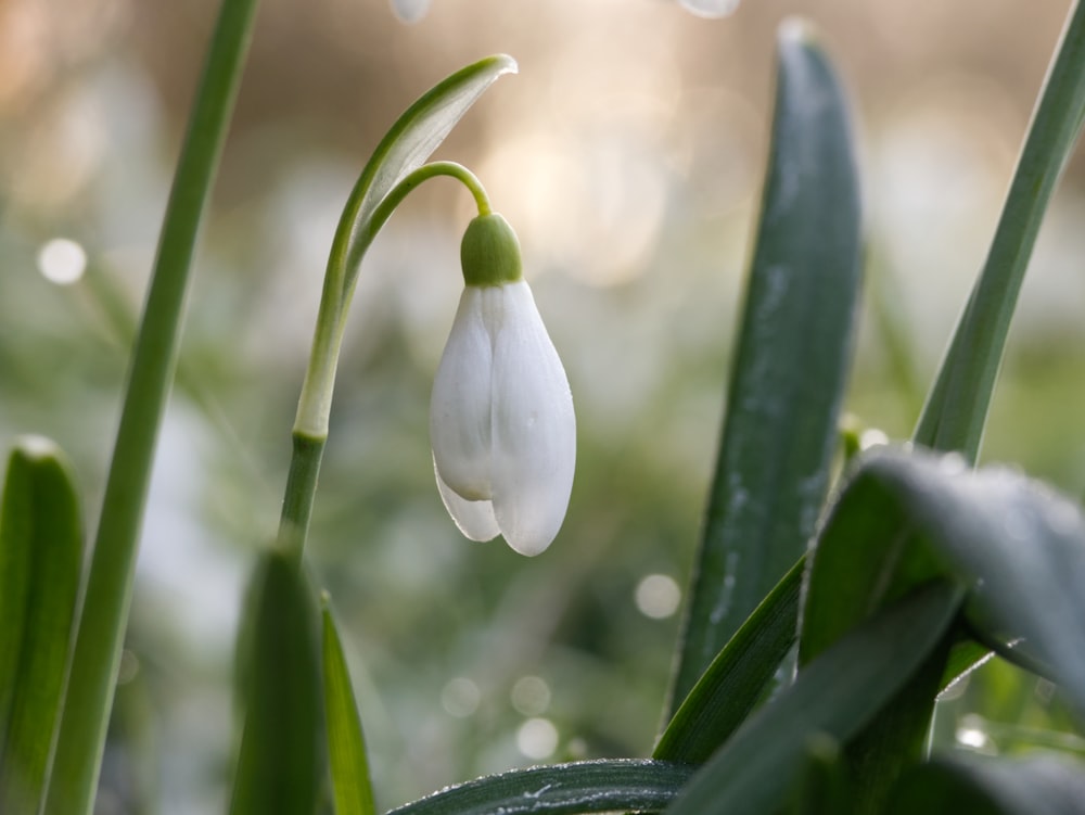 a close up of a flower with water droplets on it