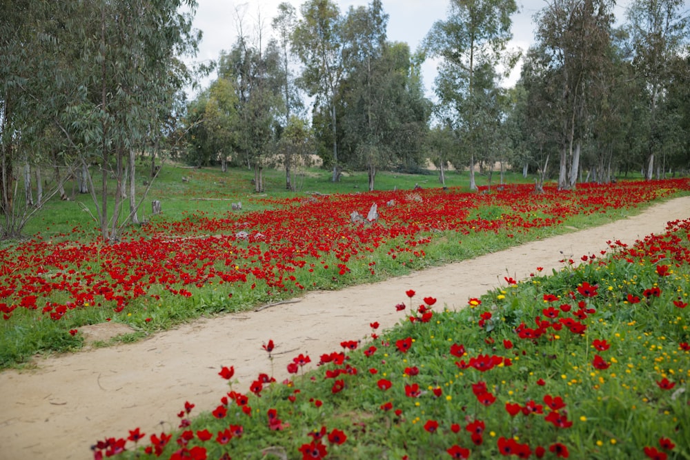 a field full of red flowers next to a dirt road