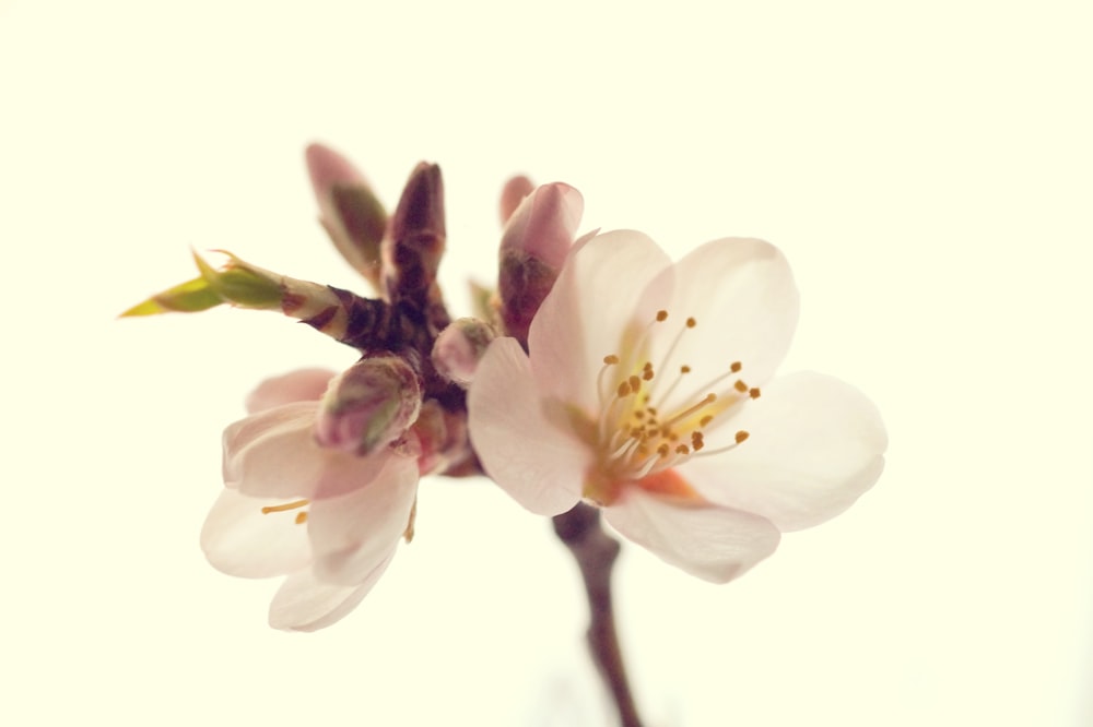 a close up of a flower on a tree