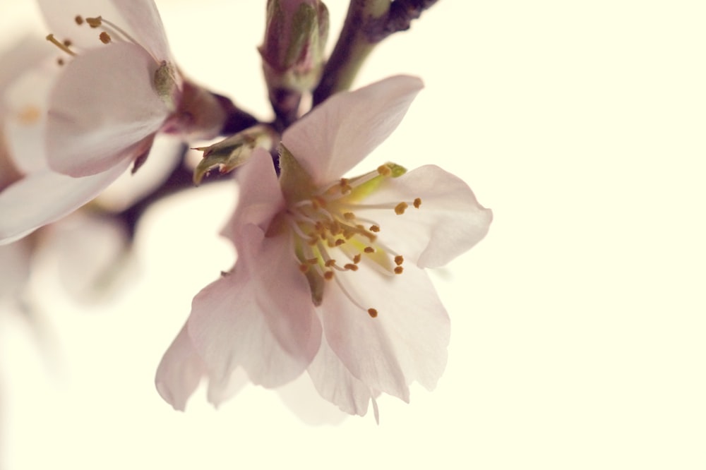 a close up of a flower on a tree