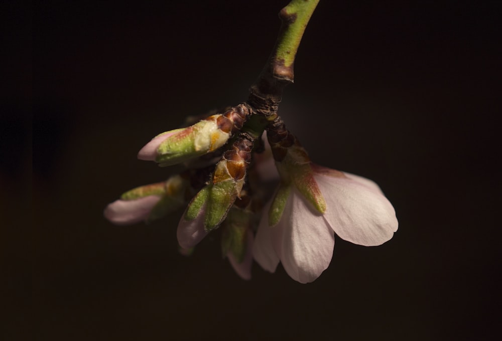 a close up of a flower on a tree branch