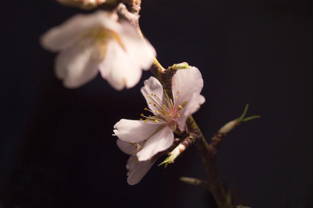 a close up of a flower on a tree branch