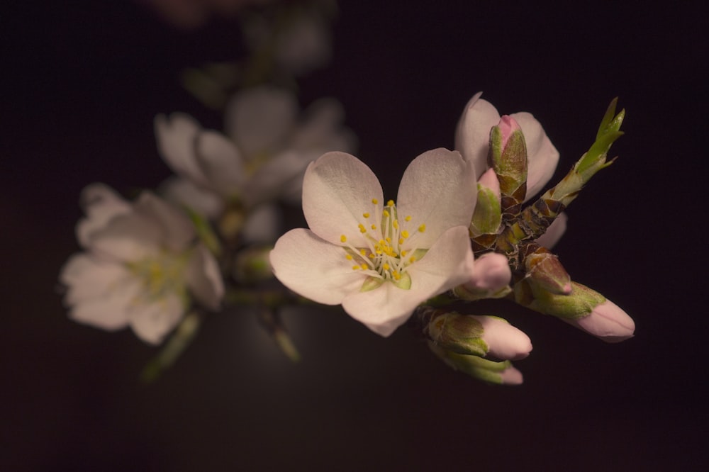 a close up of a flower on a tree branch