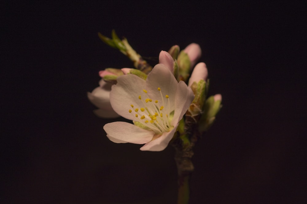 a close up of a flower on a stem