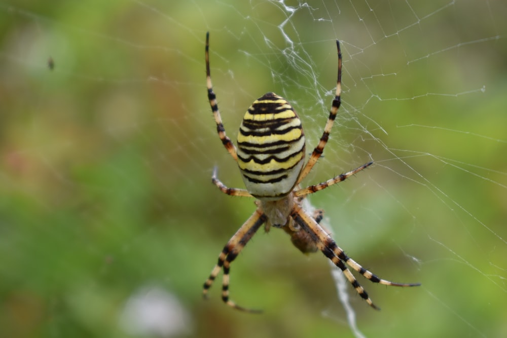 a close up of a spider on a web