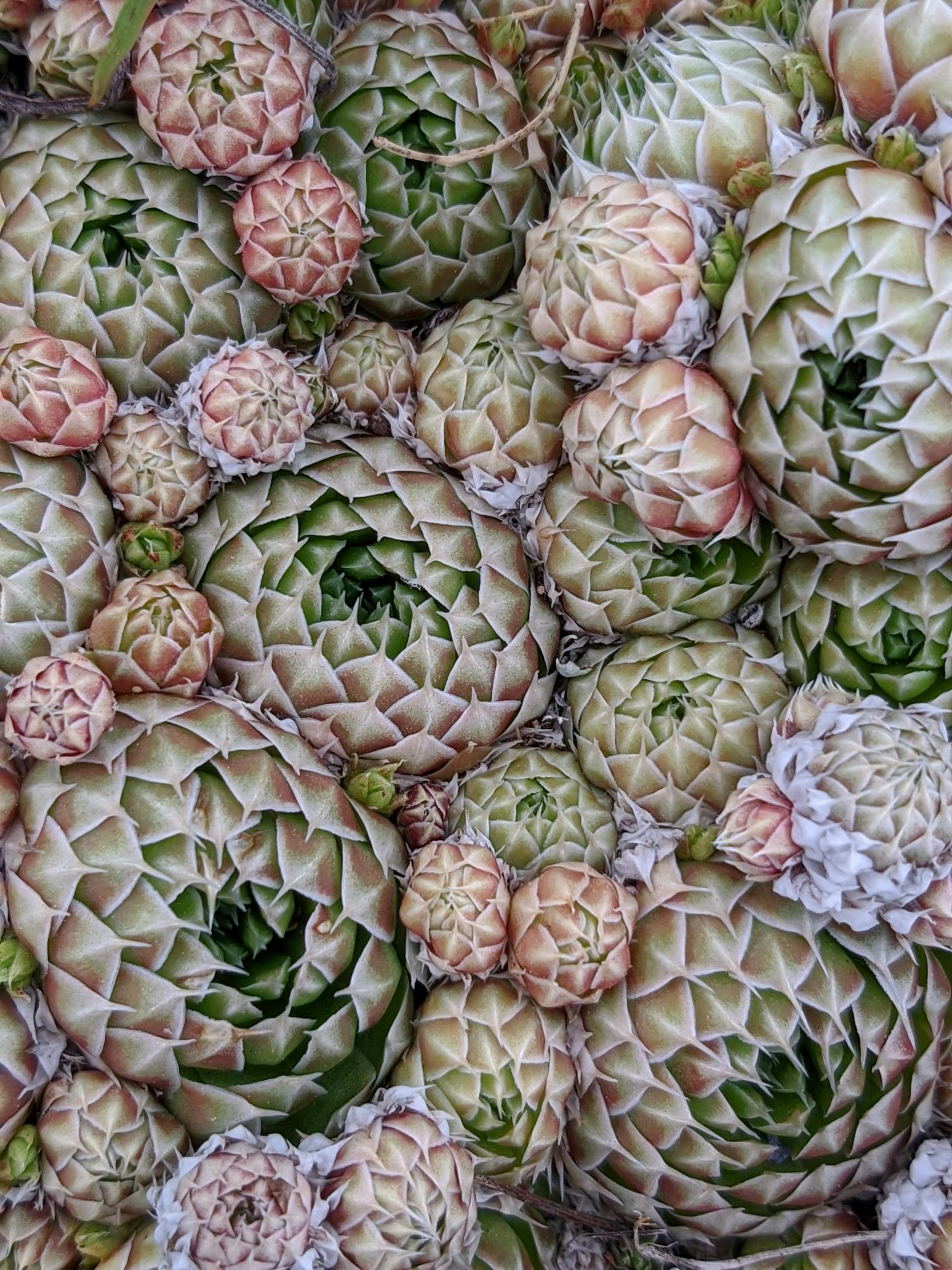 Seikat artichoke ditumpuk bersama