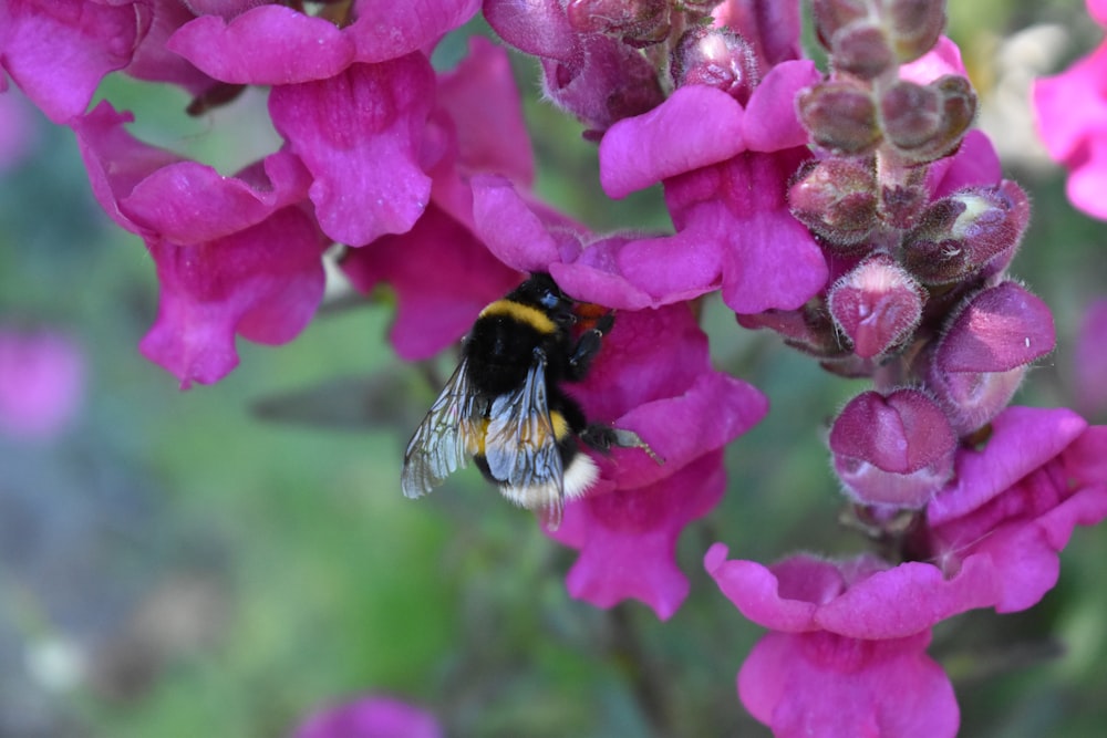 a bee is sitting on a purple flower