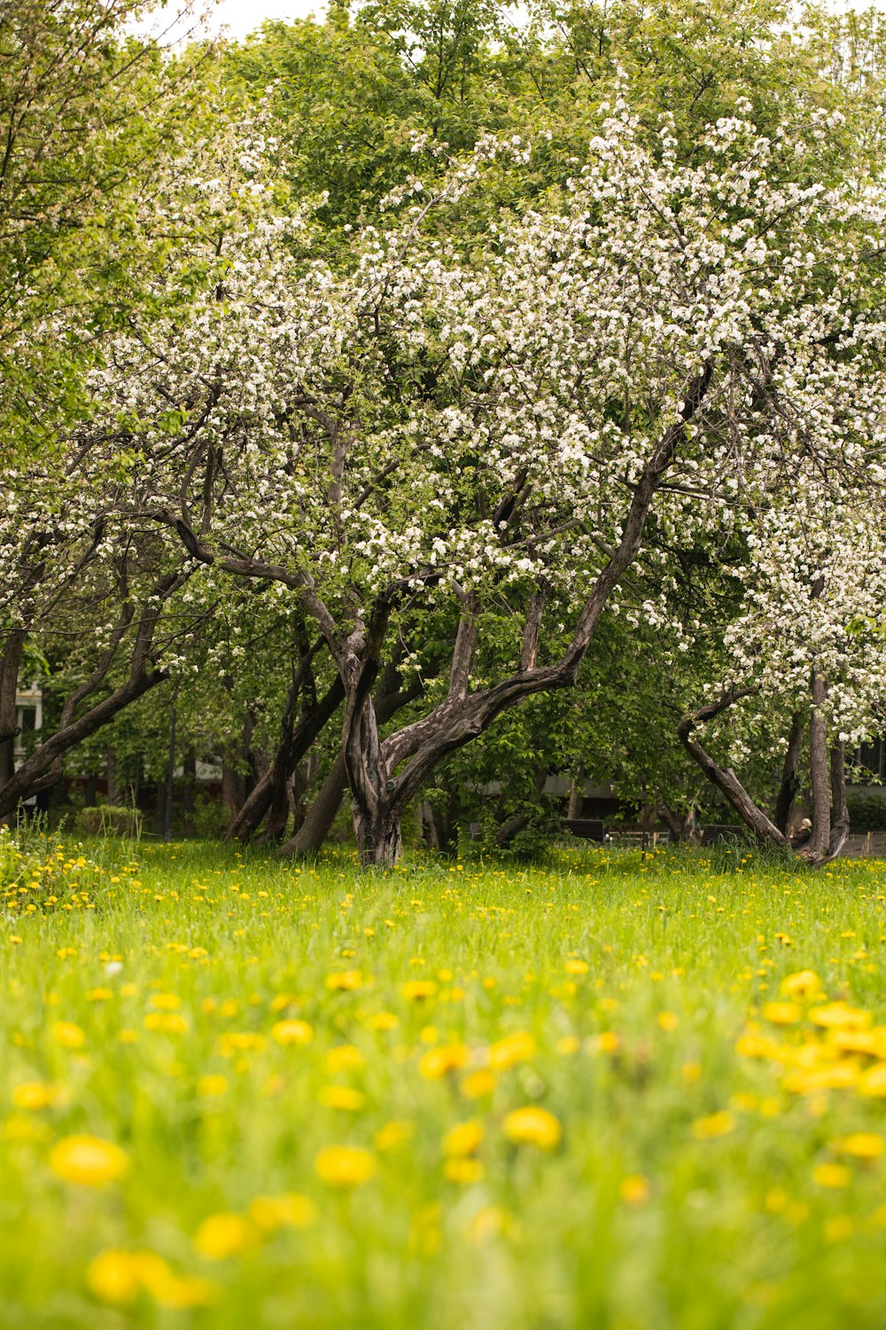 a field full of green grass and yellow flowers