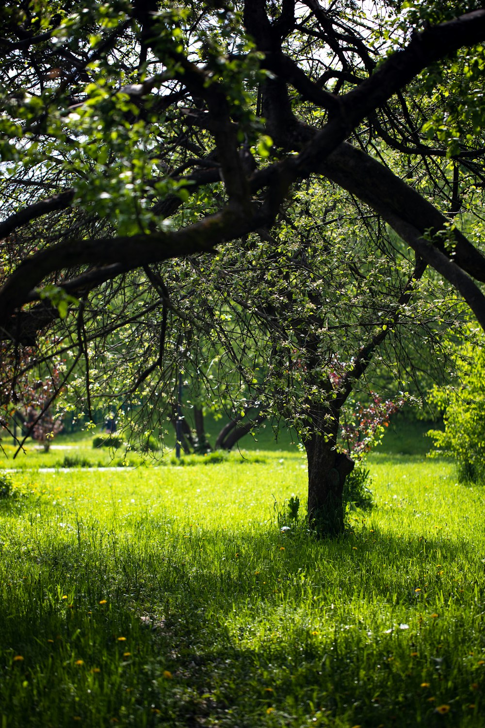 a grassy field with trees and a bench in the distance