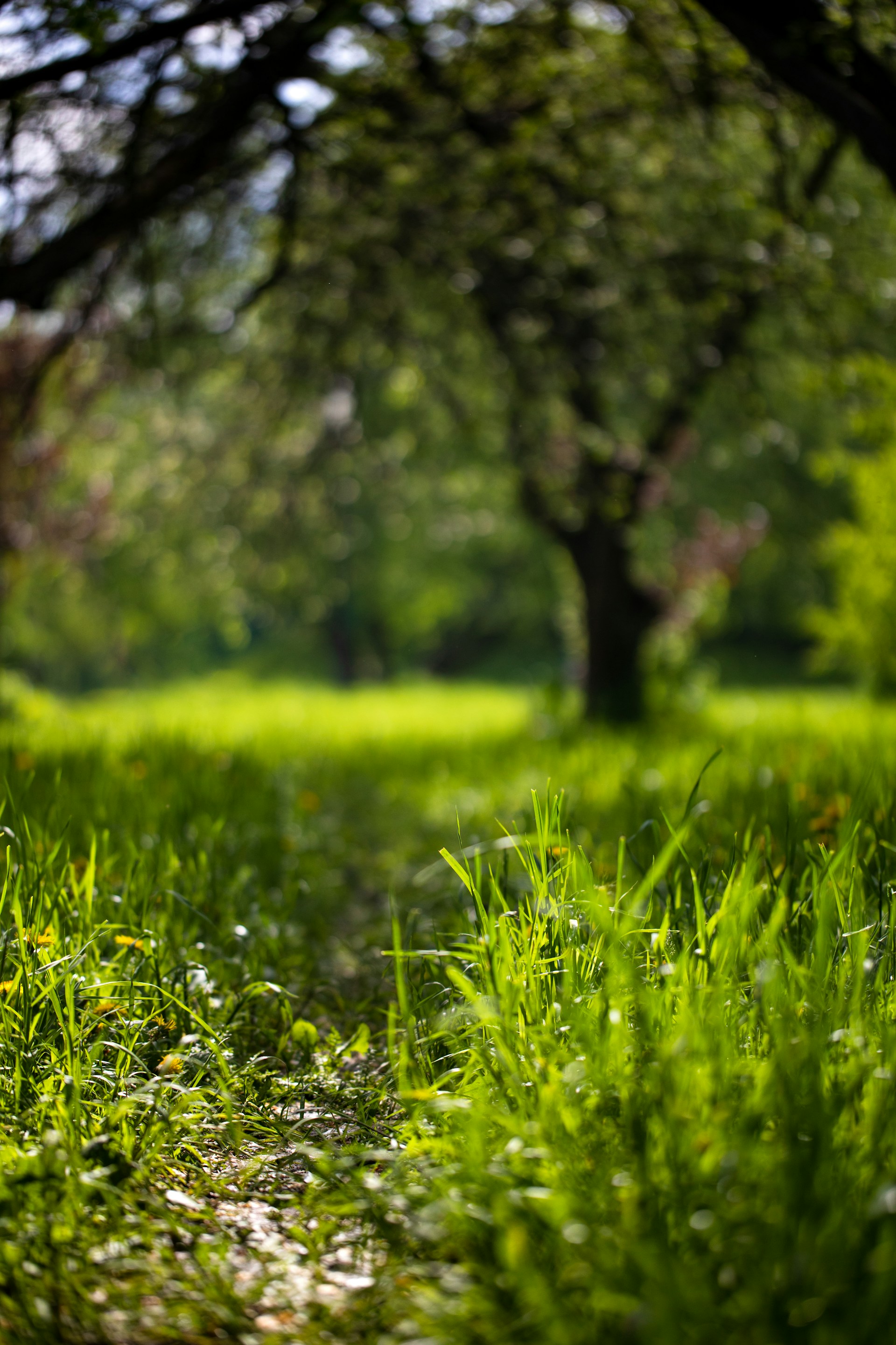 a grassy field with trees in the background
