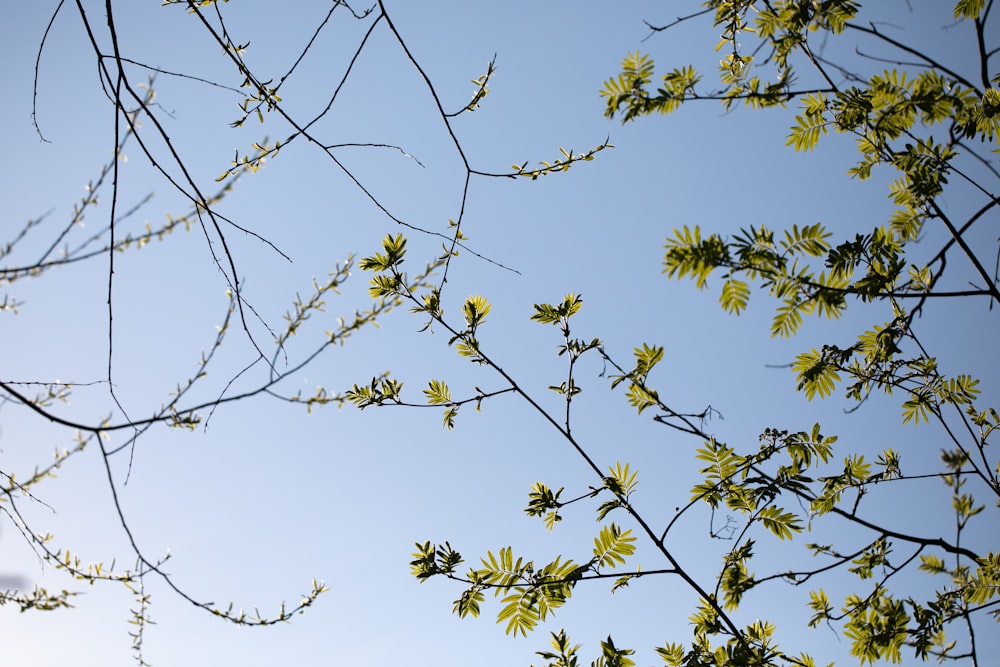 the branches of a tree against a blue sky