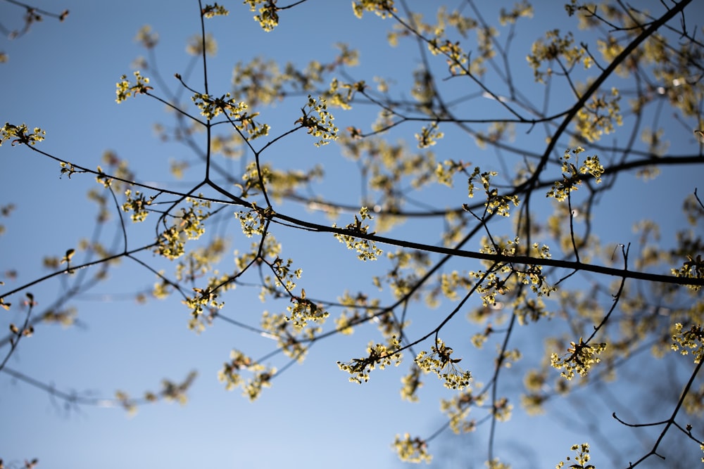 a tree branch with yellow flowers against a blue sky