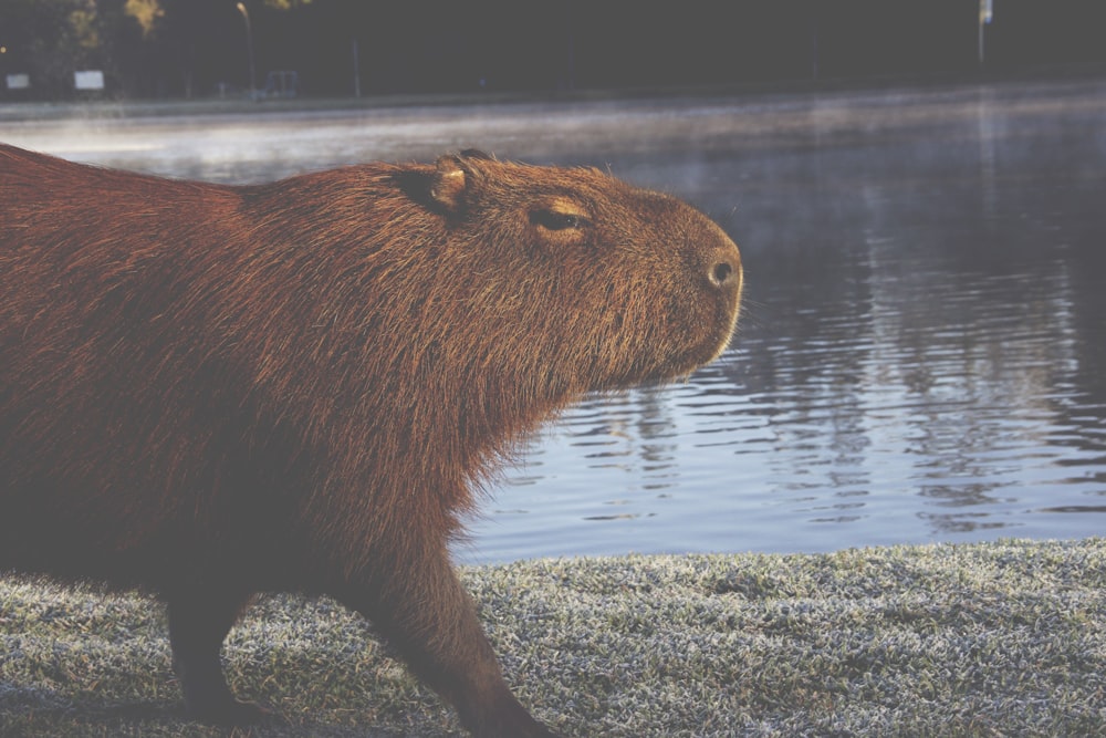 a close up of a capybara near a body of water