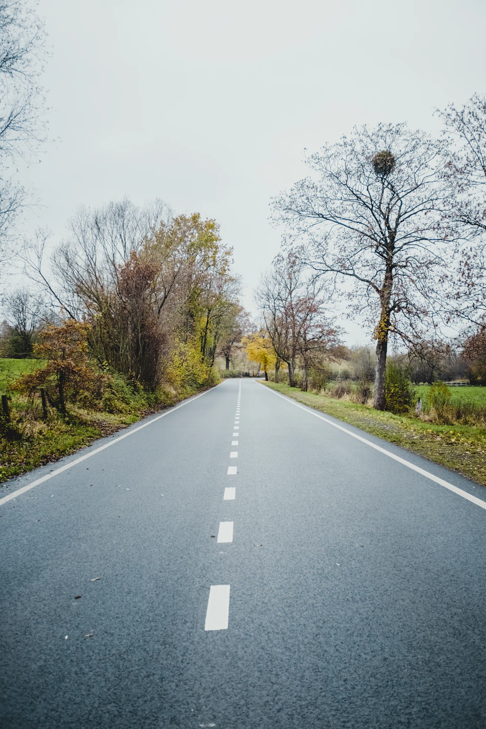Two-lane road with white center line surrounded by lush greenery and autumn-colored trees