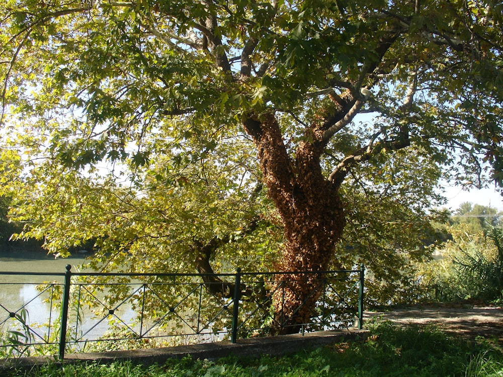 a large tree next to a fence near a body of water
