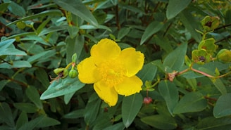 a yellow flower with green leaves in the background