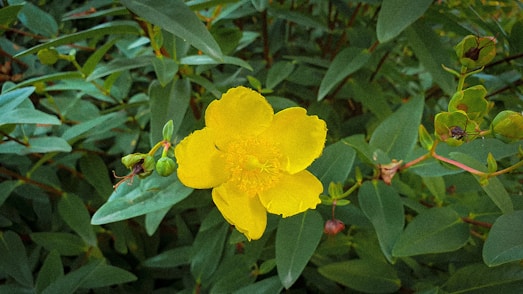 a yellow flower with green leaves in the background