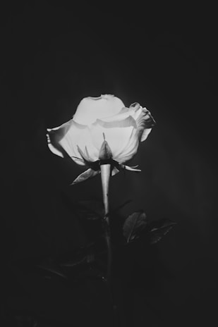 A black and white photograph features a single rose in bloom, illuminated against a dark background. The petals exhibit distinct textures and soft gradients, creating a dramatic contrast with the shadows.