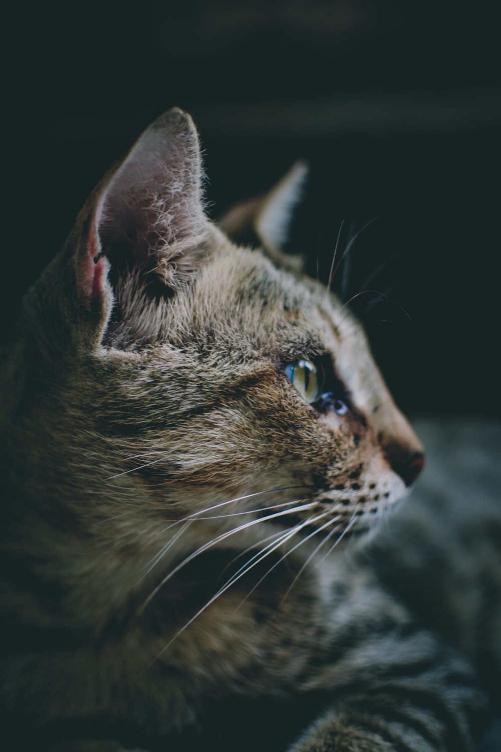 a close up of a cat laying on a bed