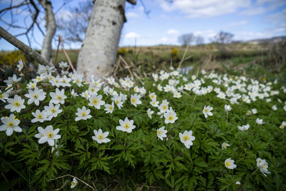 a field full of white flowers next to a tree