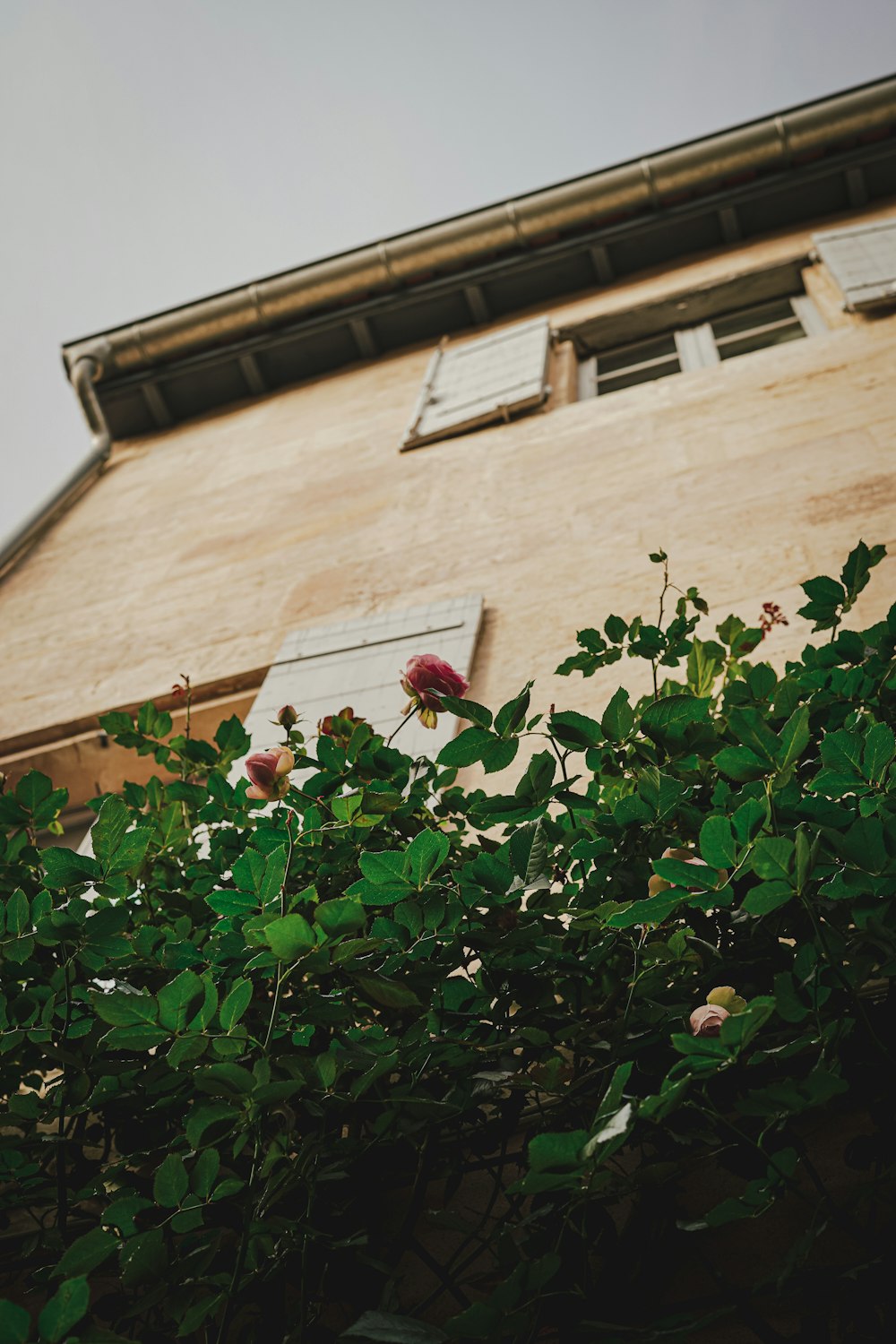 a building with a window and a rose bush in front of it