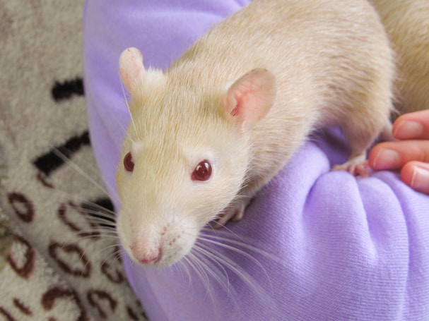 A light-colored rat with red eyes is resting on a person's lap, which is covered by a lavender garment. The rat appears to be calm and is being gently held by a hand on the right side.