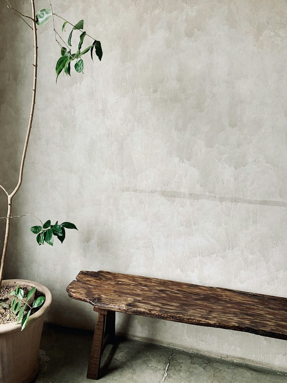 a wooden bench sitting next to a potted plant