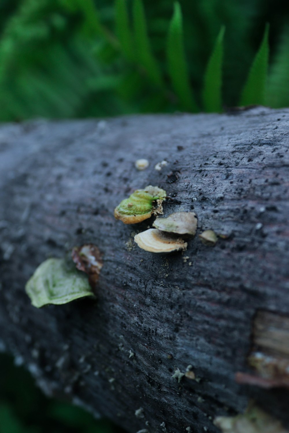 a close up of a piece of wood with nuts on it