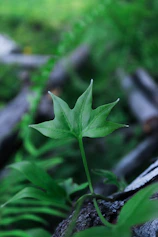 a small green leaf sitting on top of a rock