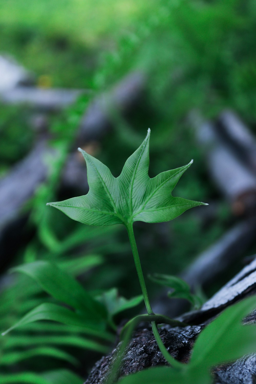 uma pequena folha verde sentada em cima de uma rocha