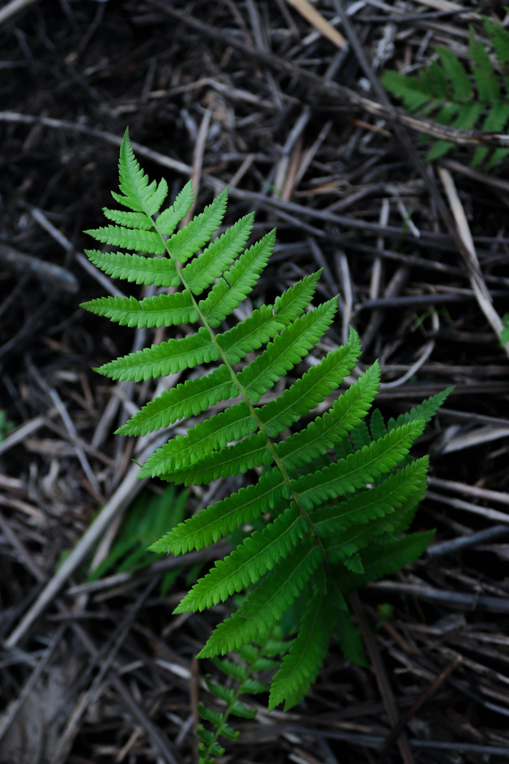 a close up of a green plant on the ground