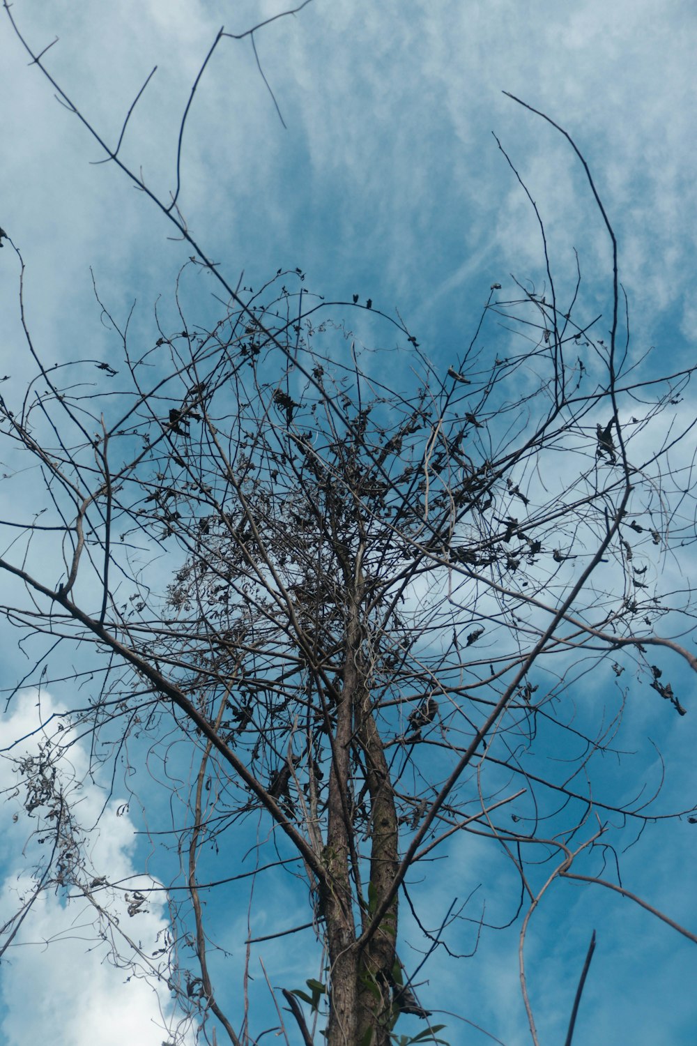 Un árbol con muchos pájaros sentados en él