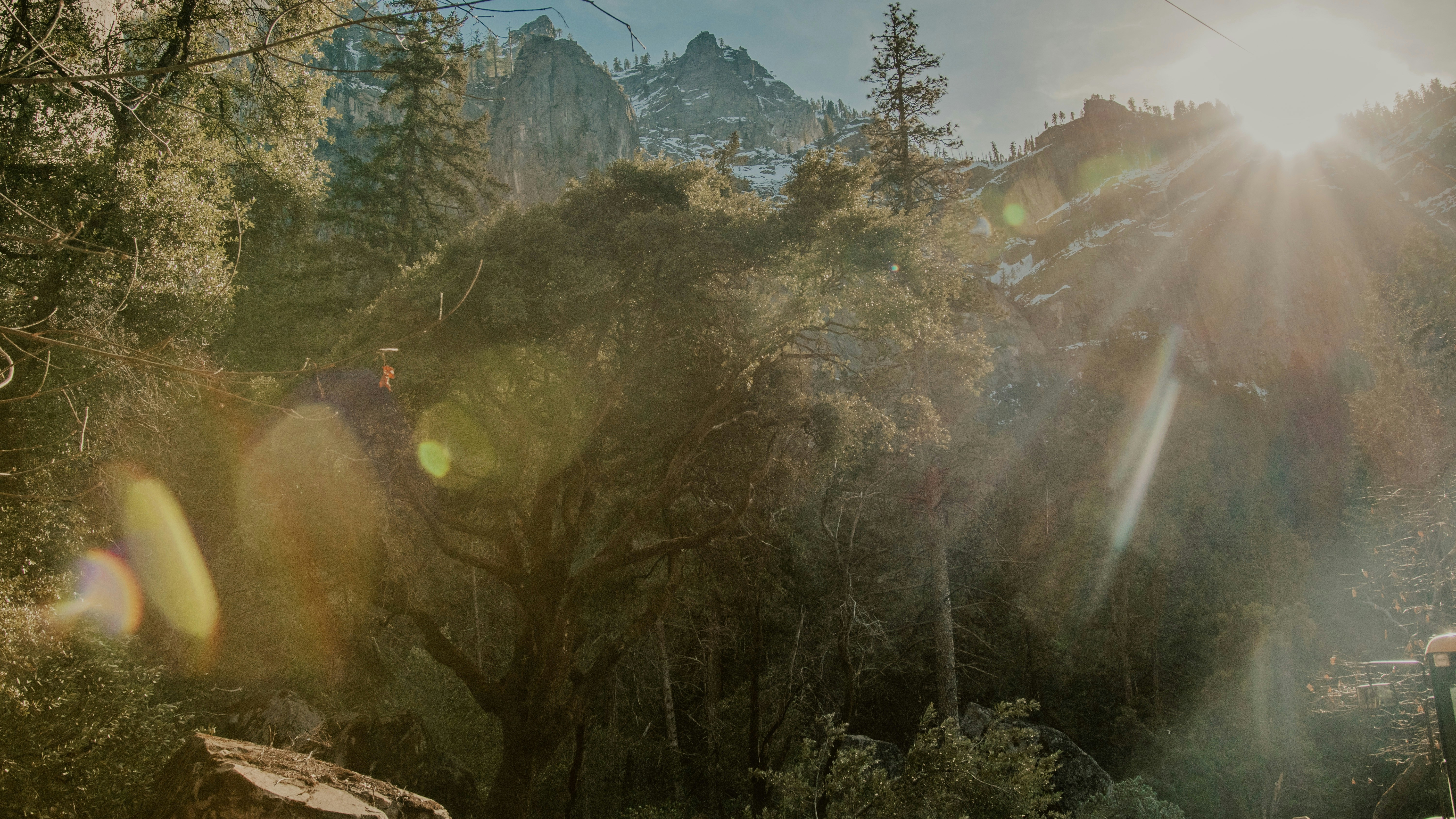 Die Sonne scheint durch die Bäume im Wald