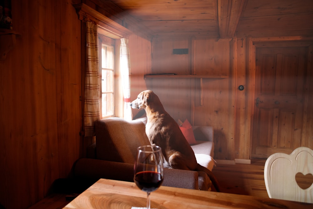 a dog sitting on a chair looking out a window