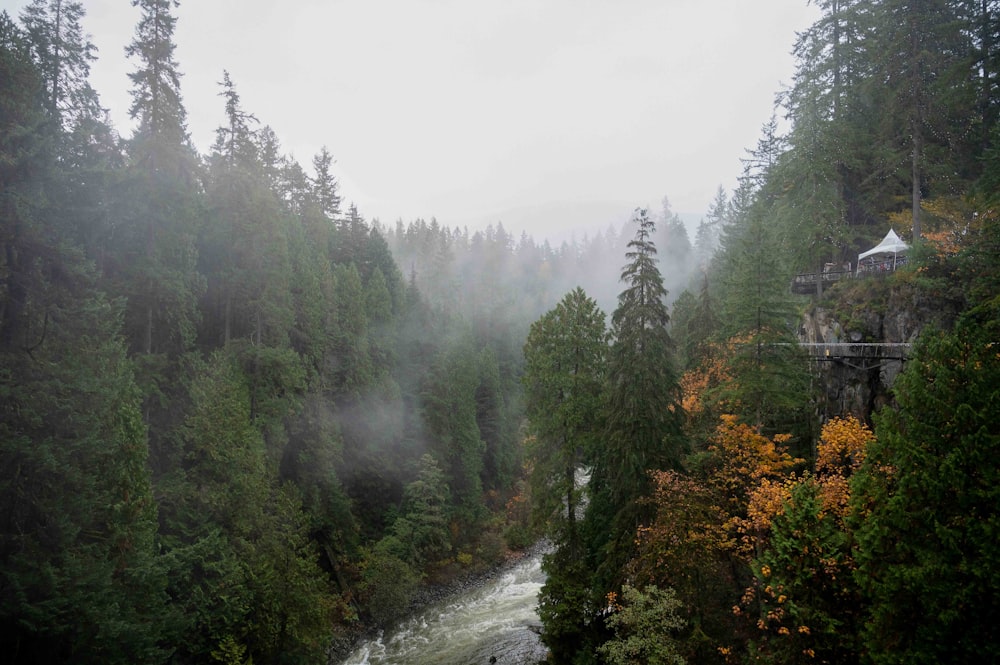 a river flowing through a lush green forest